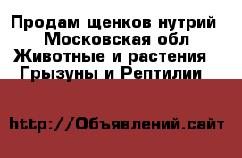 Продам щенков нутрий - Московская обл. Животные и растения » Грызуны и Рептилии   